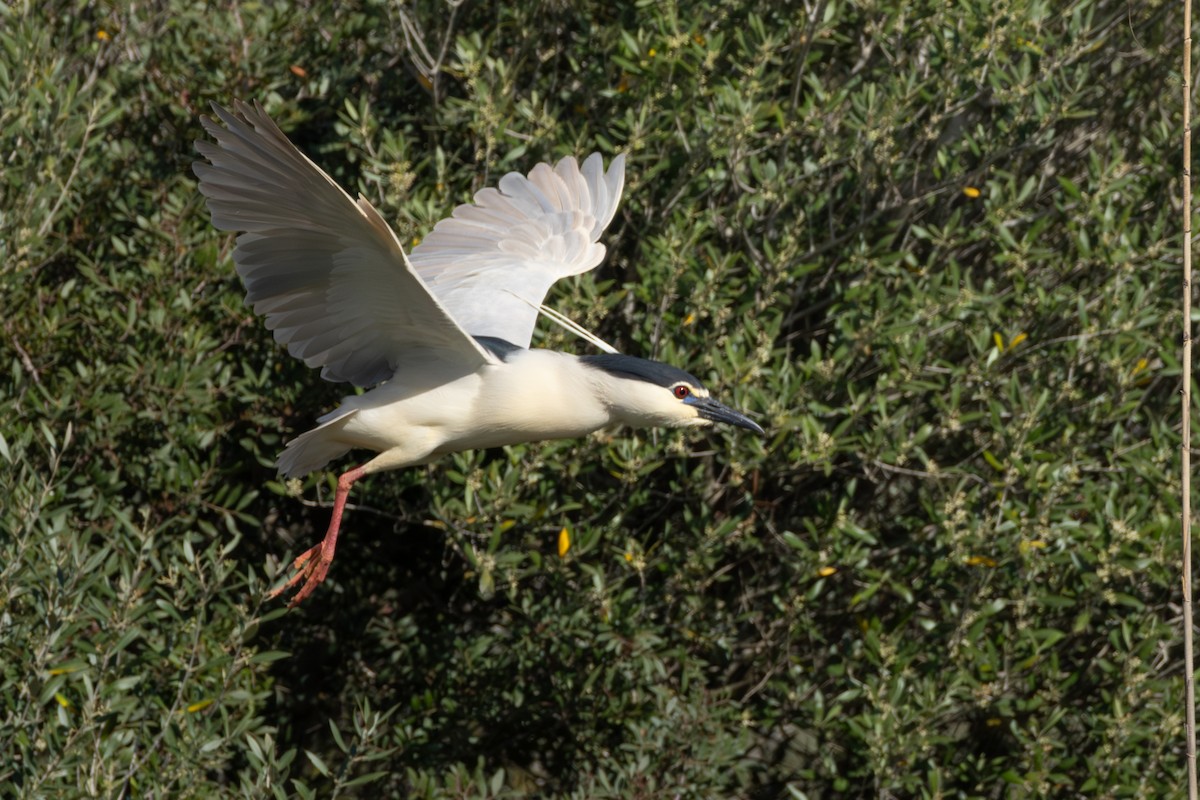 Black-crowned Night Heron - Joe Downing