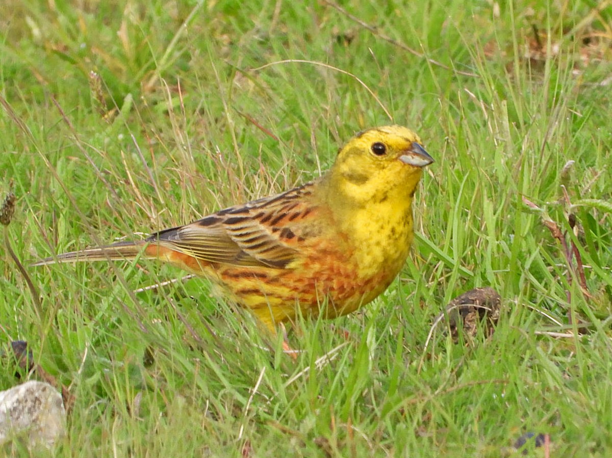 Yellowhammer - Ivan V