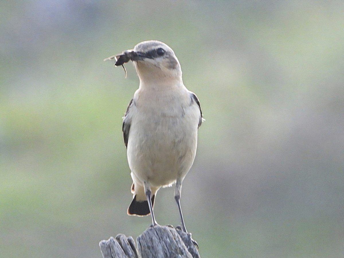 Northern Wheatear - Ivan V