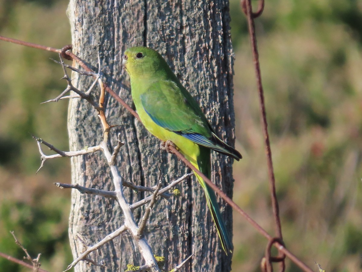 Orange-bellied Parrot - ML619609253