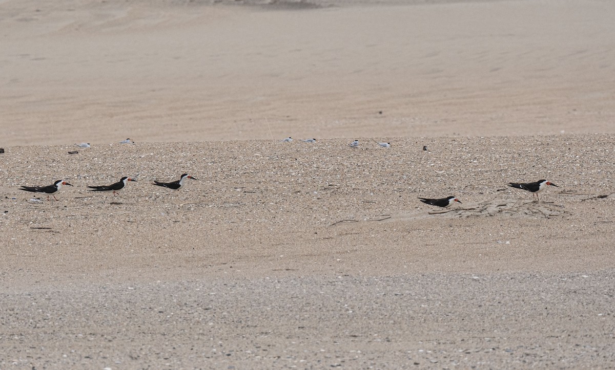 Black Skimmer - Ronnie d'Entremont