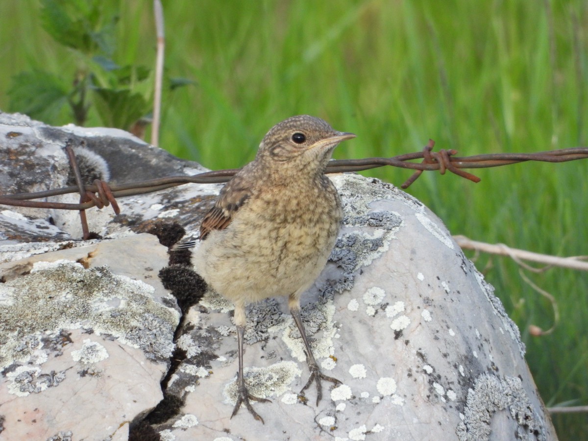 Northern Wheatear - Ivan V