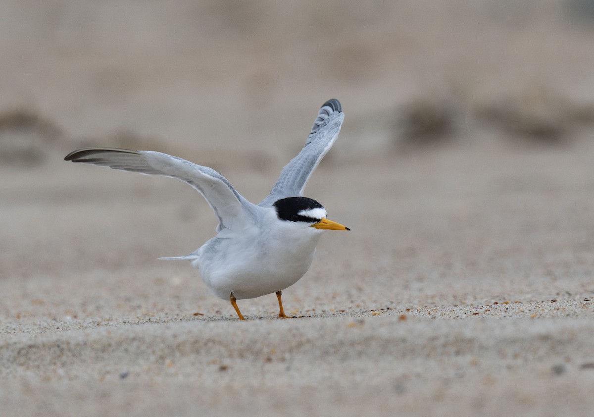 Least Tern - Ronnie d'Entremont