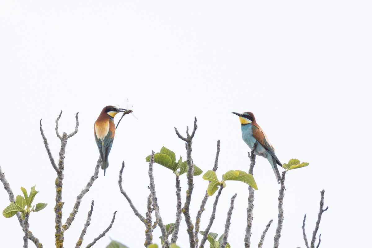 European Bee-eater - Joe Downing