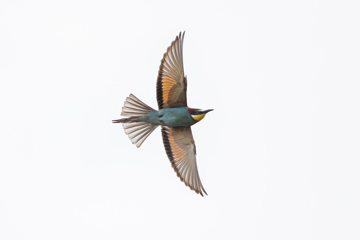 European Bee-eater - Joe Downing