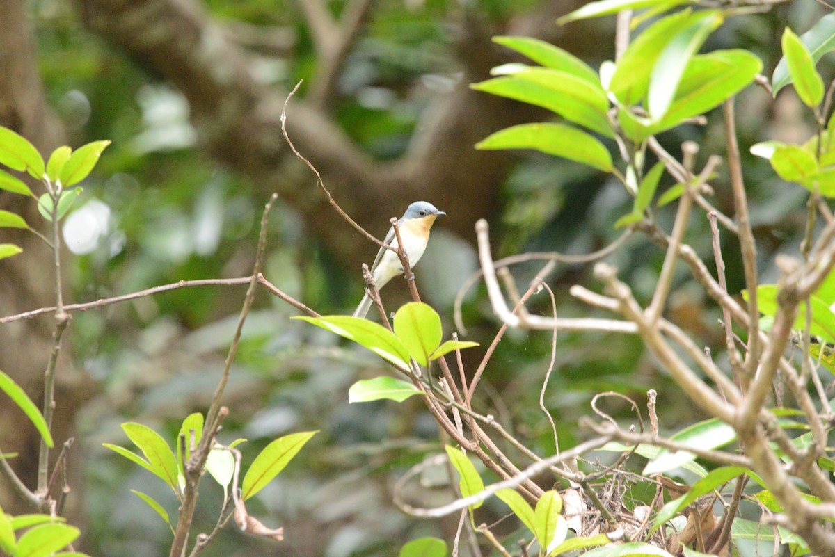 Leaden Flycatcher - Monica Mesch