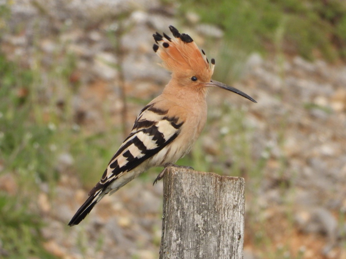 Eurasian Hoopoe - Ivan V