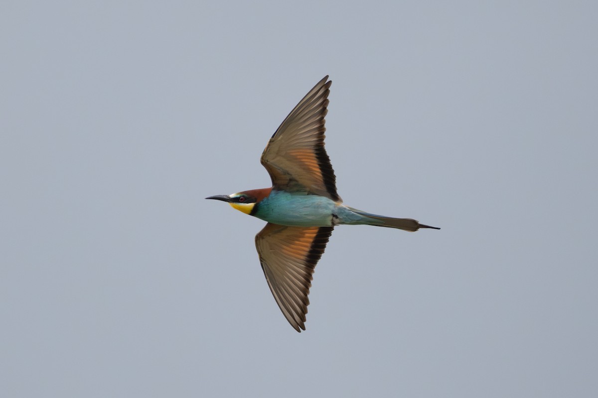 European Bee-eater - Joe Downing