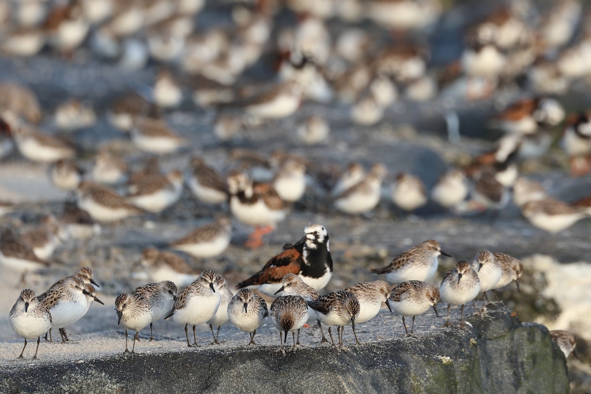 Semipalmated Sandpiper - Darcy Pinotti