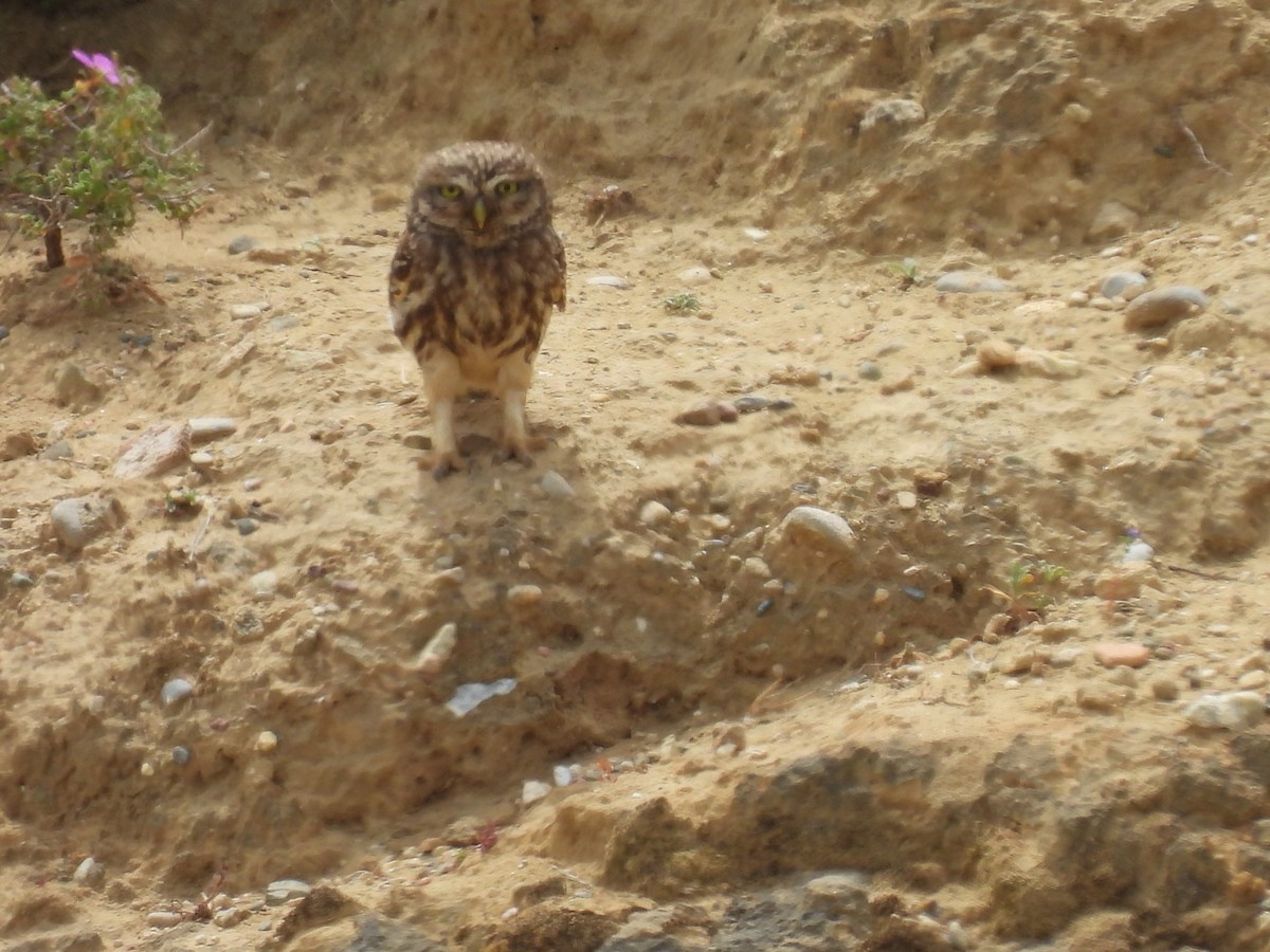 Little Owl - George Watola