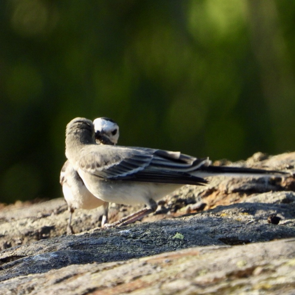 White Wagtail - Agus Munoraharjo