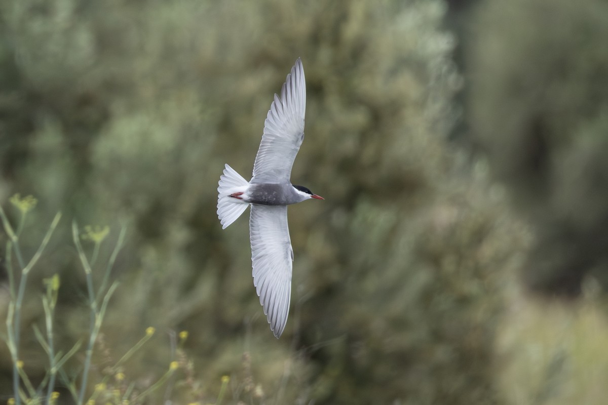 Whiskered Tern - Joe Downing