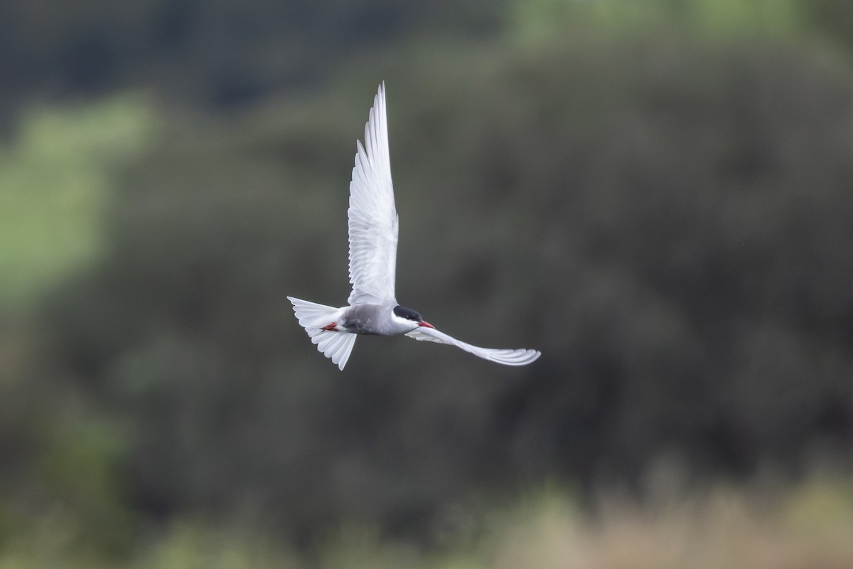 Whiskered Tern - Joe Downing