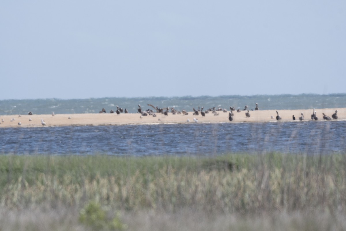 Brown Pelican - Ronnie d'Entremont