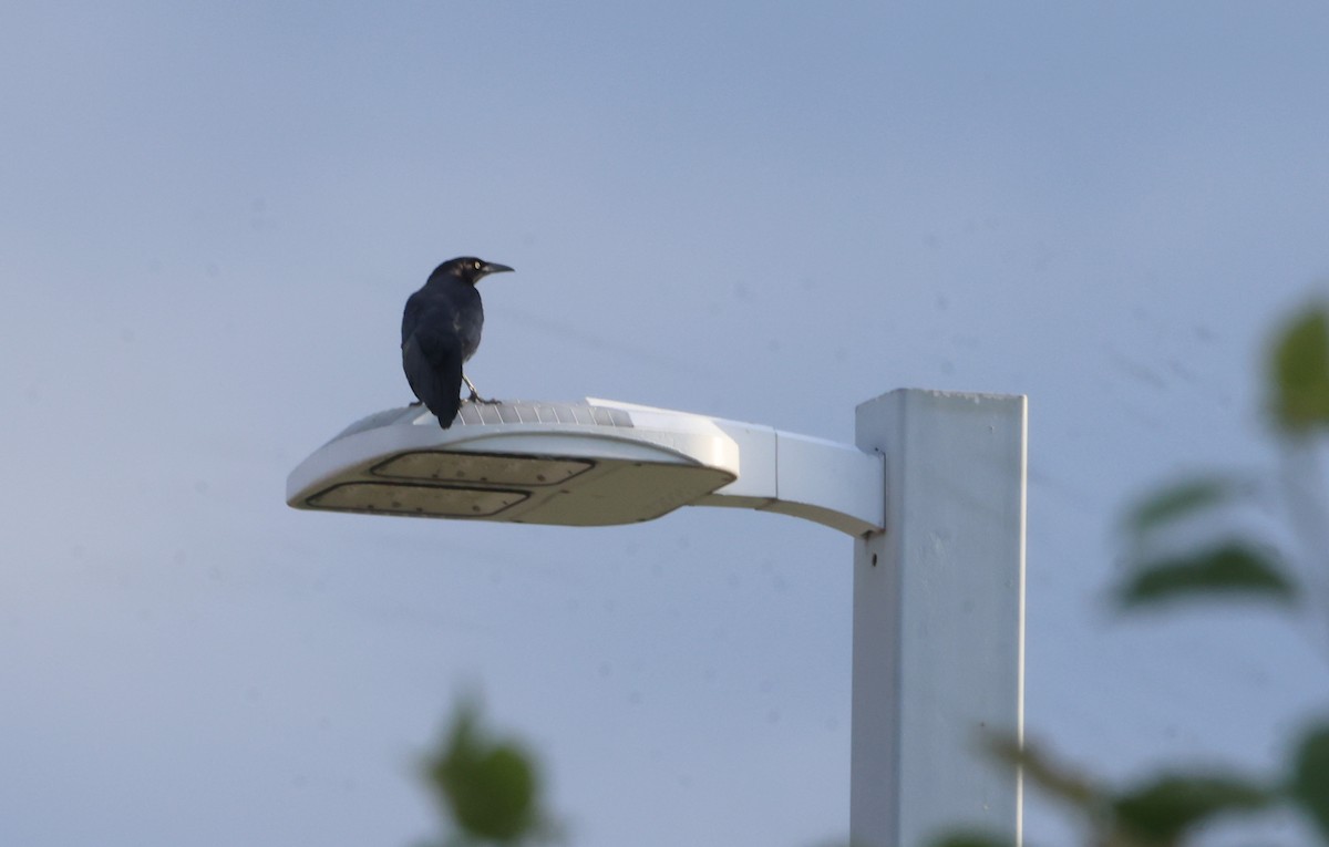 Great-tailed Grackle - Sarah Morris