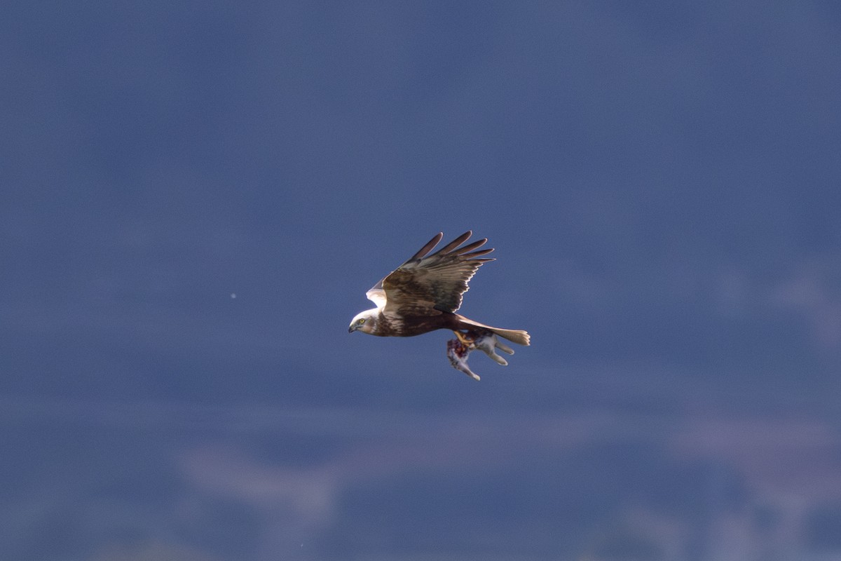 Western Marsh Harrier - Joe Downing