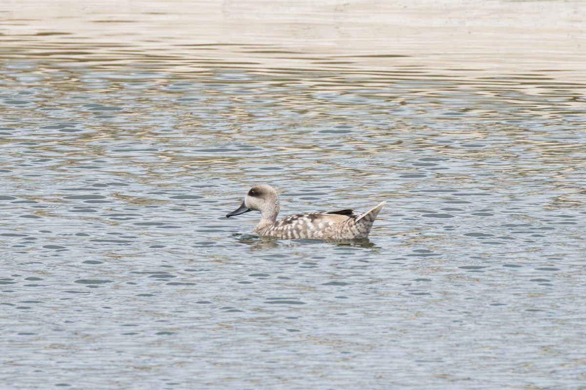 Marbled Duck - Joe Downing