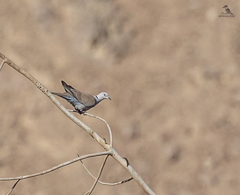 Eurasian Collared-Dove - ML619609288