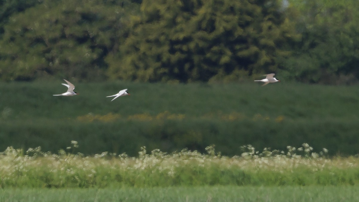 Arctic Tern - ML619609296