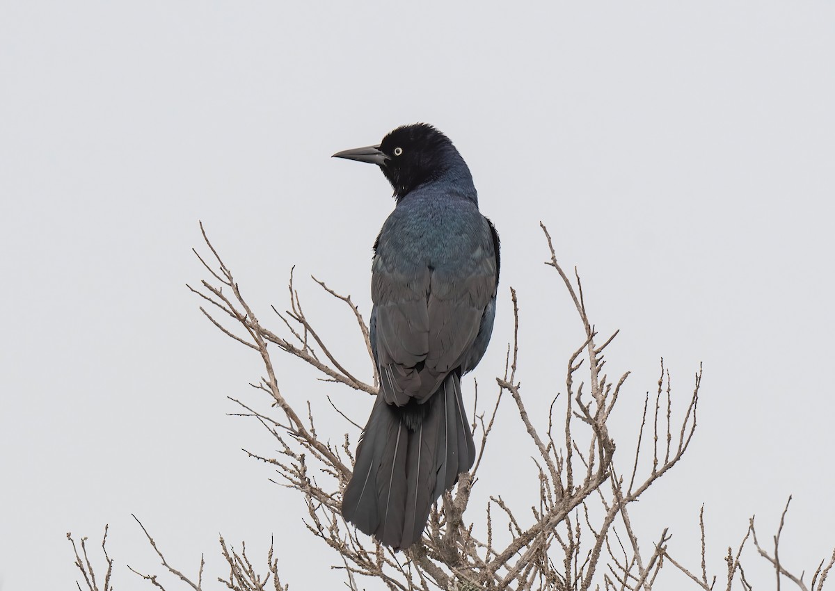 Boat-tailed Grackle - Ronnie d'Entremont