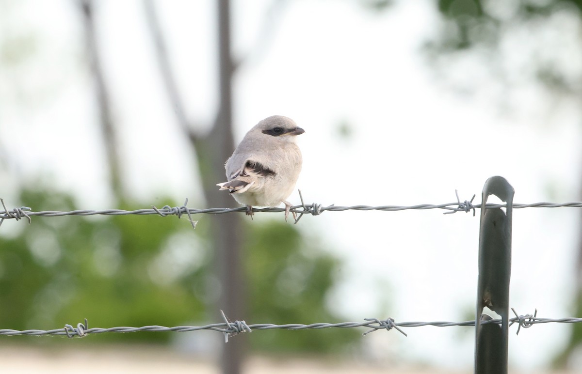 Loggerhead Shrike - Sarah Morris