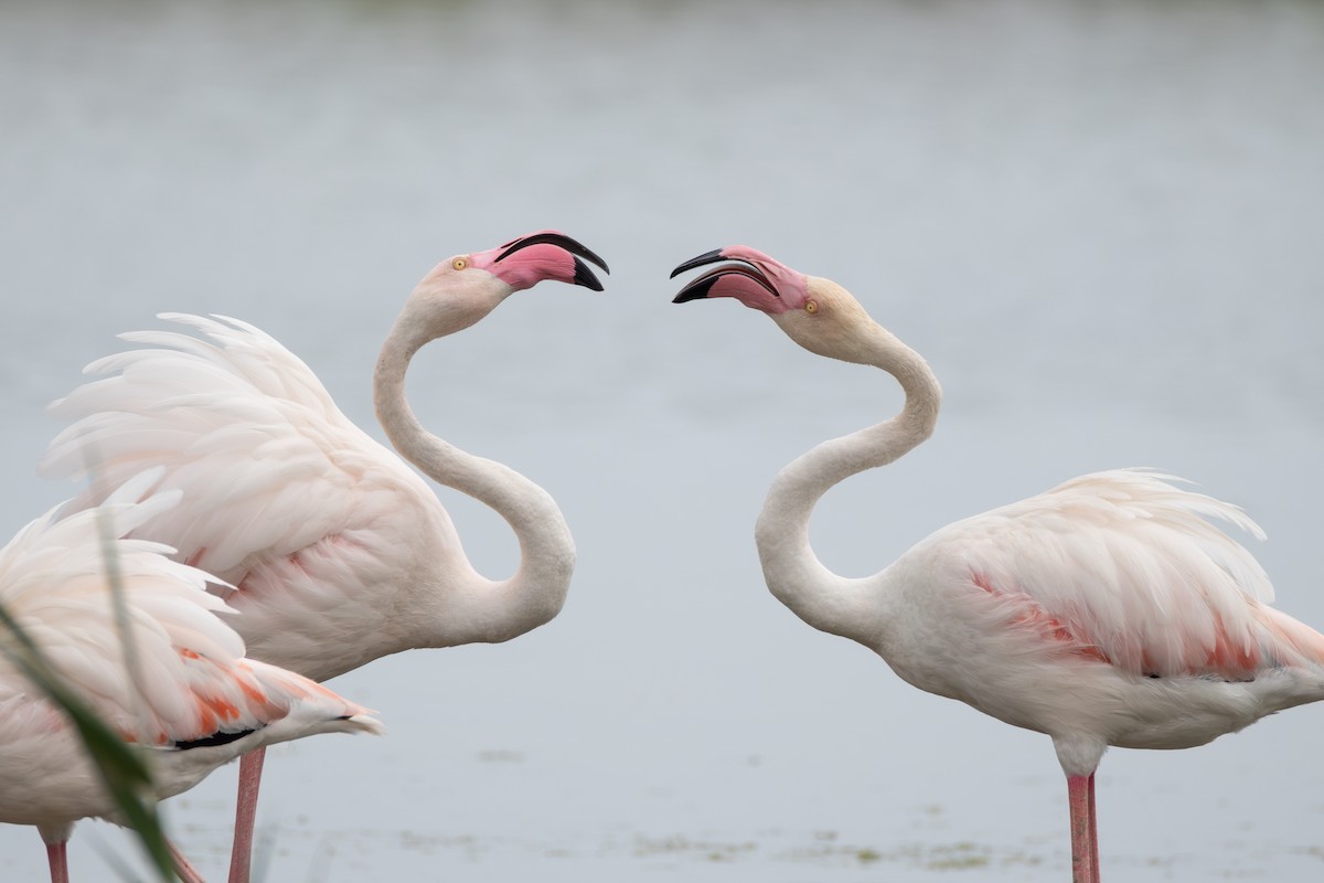 Greater Flamingo - Joe Downing