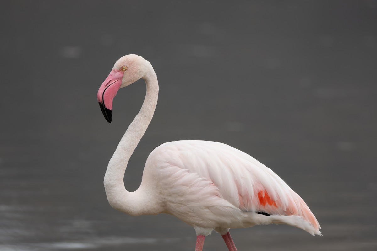 Greater Flamingo - Joe Downing