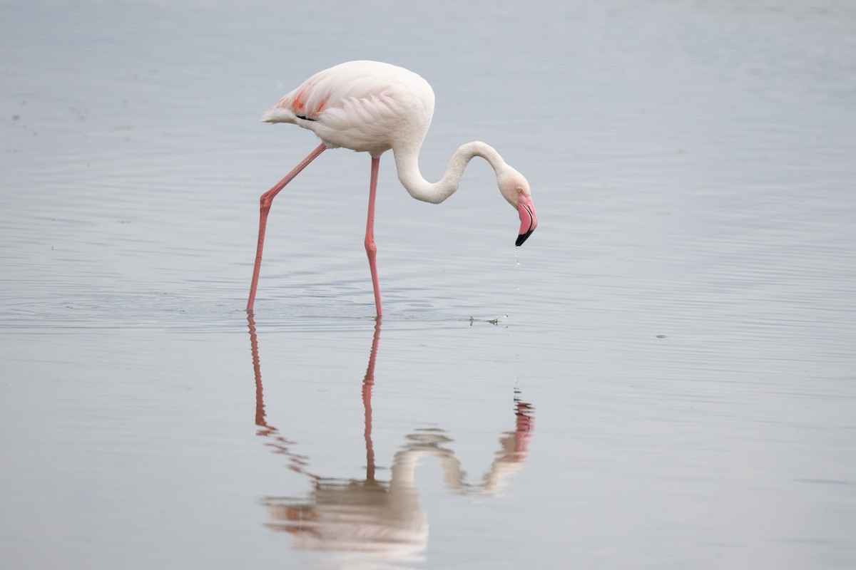 Greater Flamingo - Joe Downing