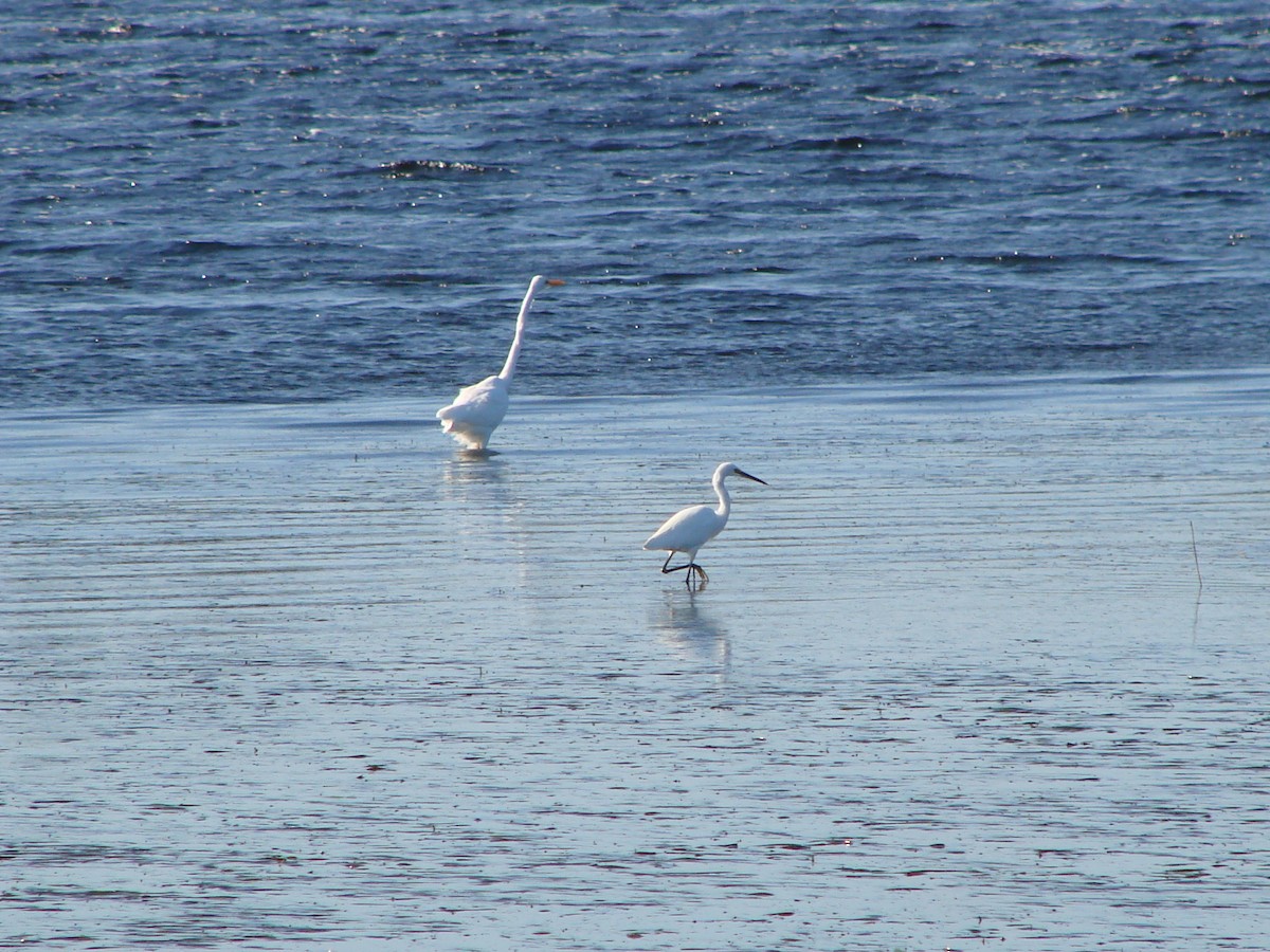 Little Egret - Andrew Bishop