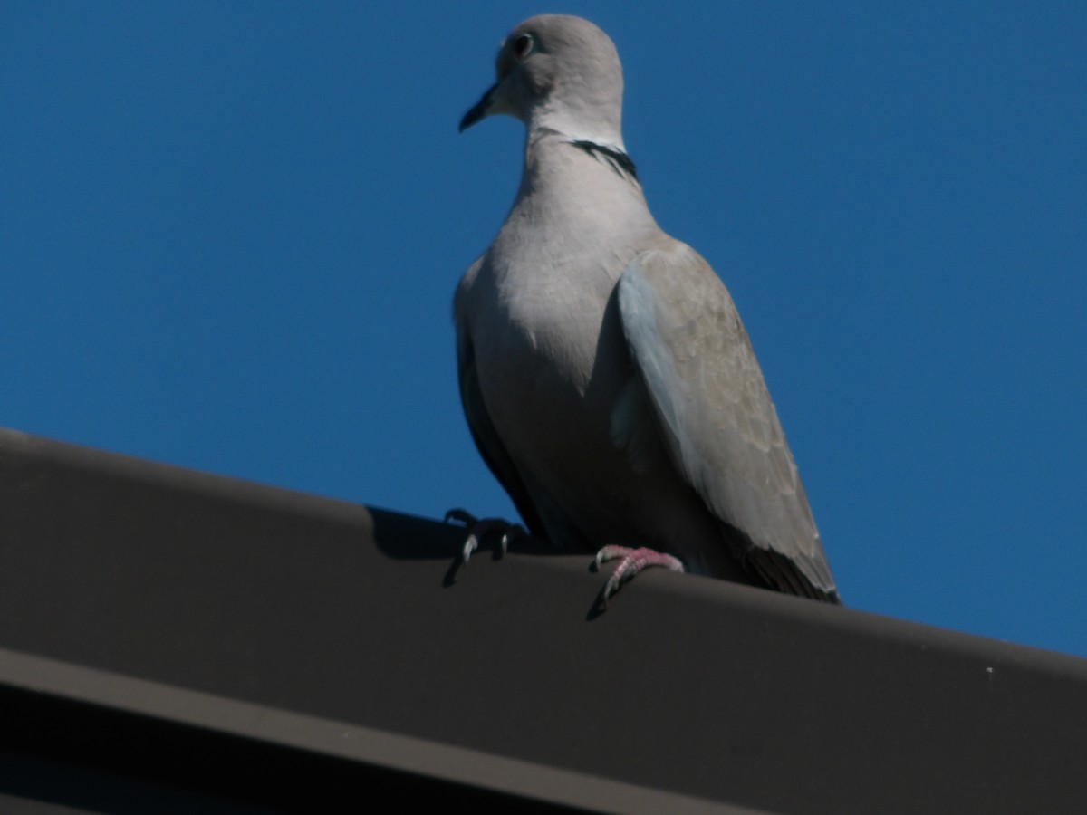 Eurasian Collared-Dove - bielikowy M