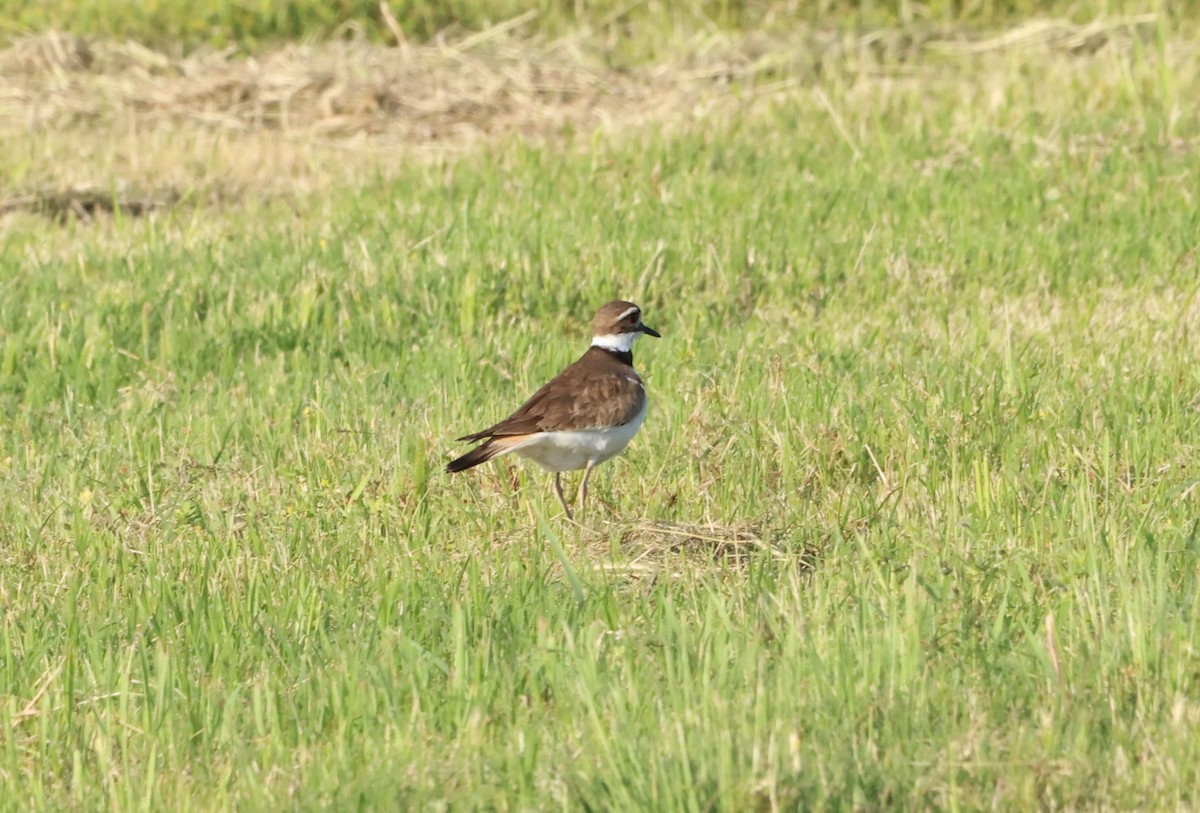 Killdeer - Sarah Morris