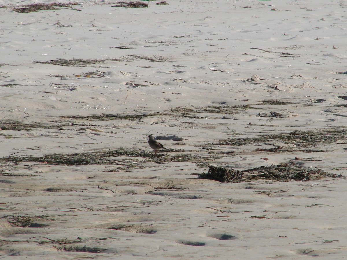 Australian Pipit - ML619609325