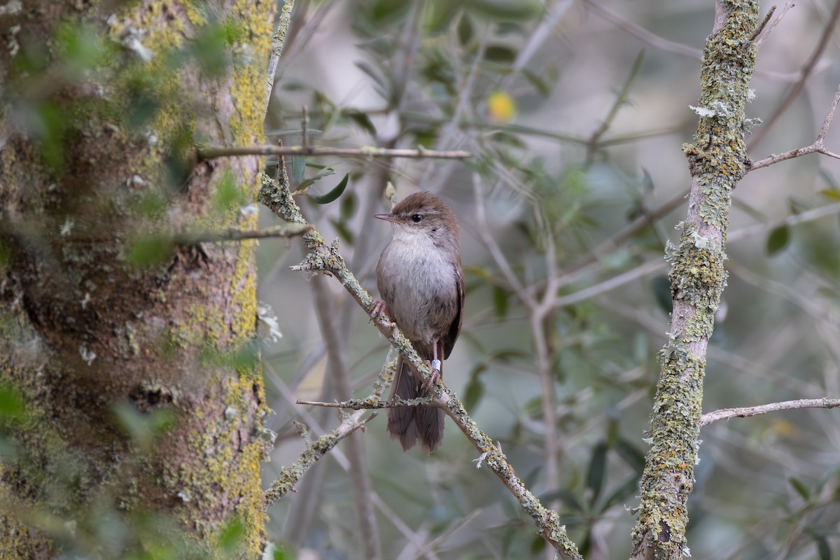 Cetti's Warbler - Joe Downing