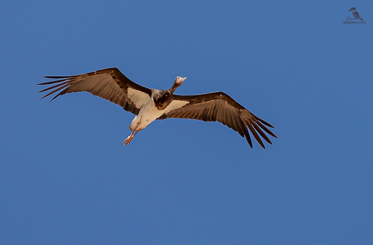 Black Stork - ML619609330