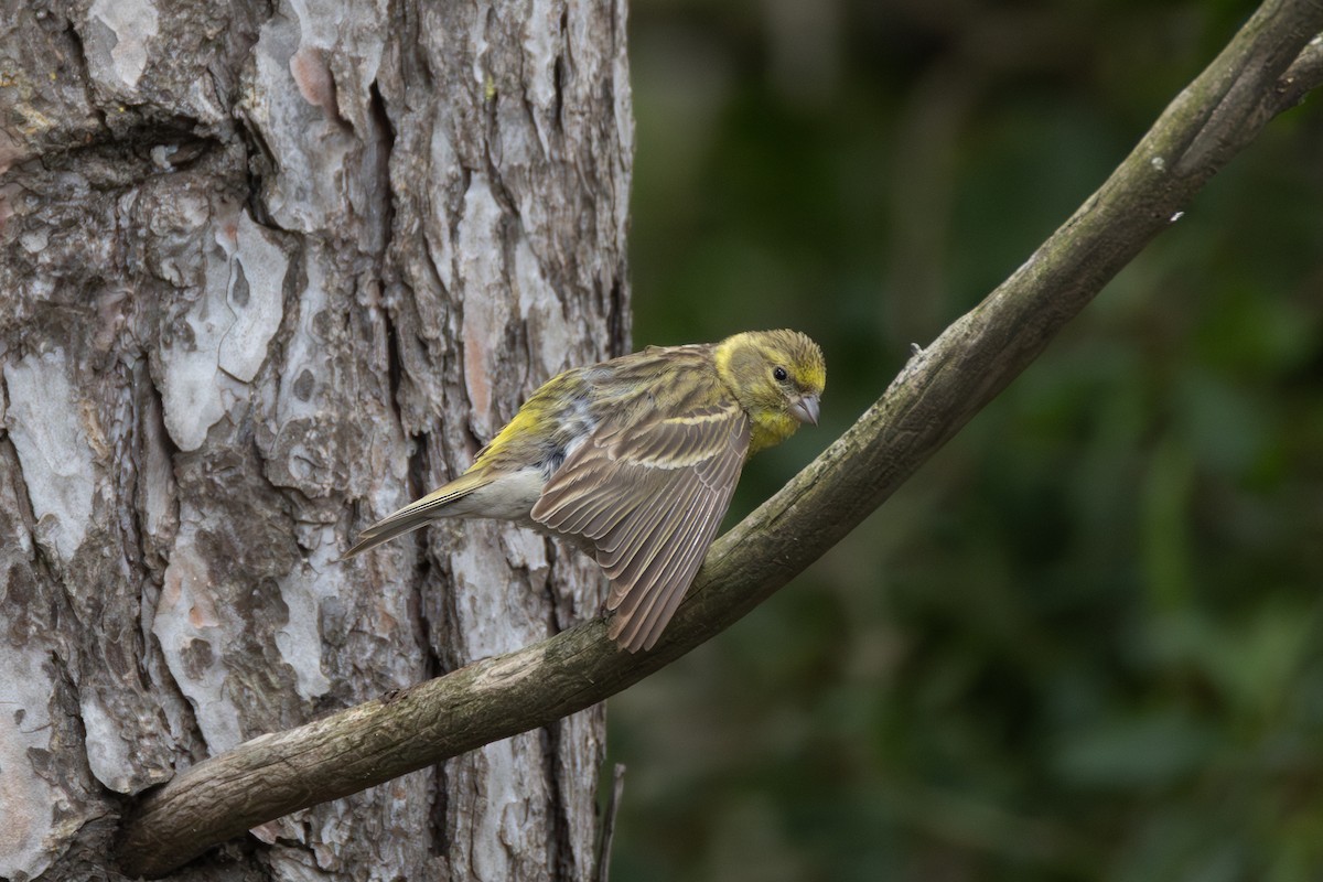 European Serin - Joe Downing