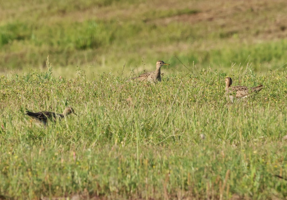 Upland Sandpiper - ML619609337