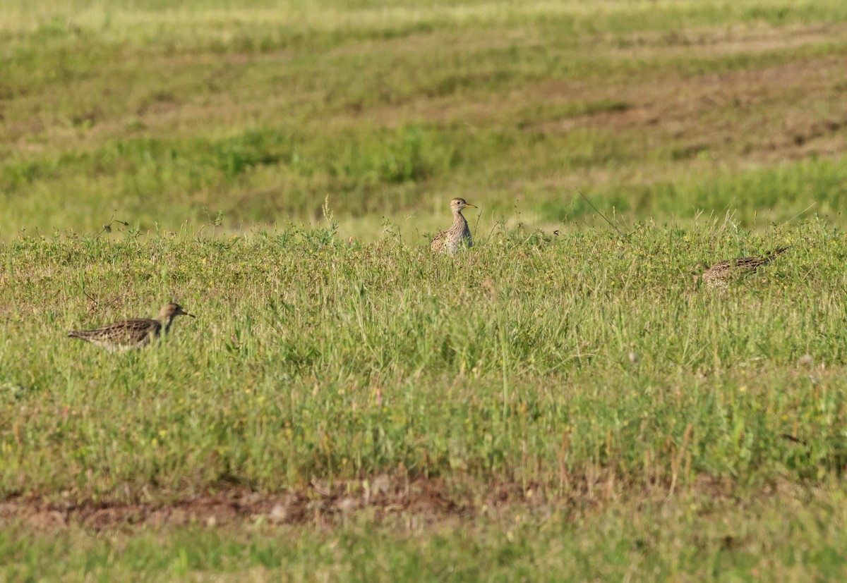 Upland Sandpiper - Sarah Morris