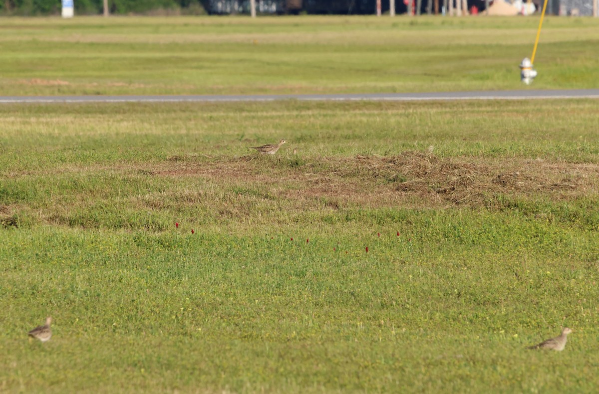 Upland Sandpiper - Sarah Morris