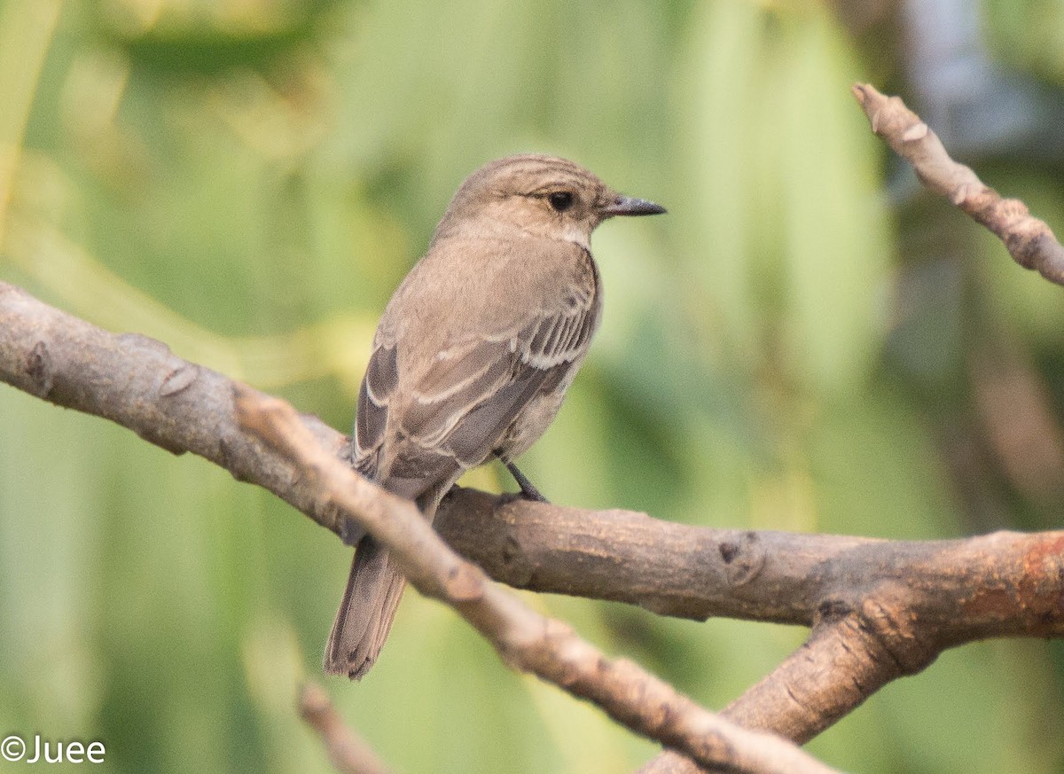 Papamoscas Gris (grupo striata) - ML619609346