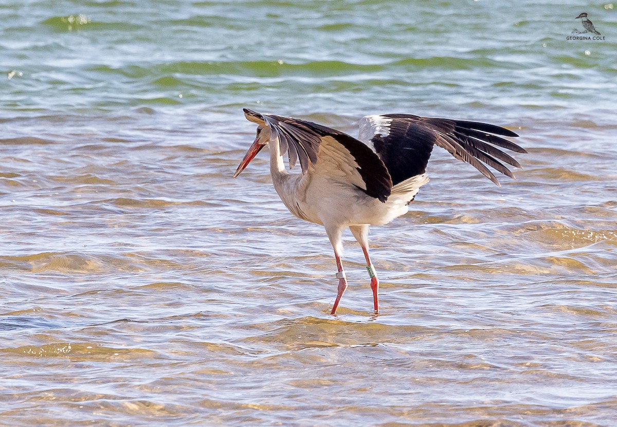 White Stork - ML619609349