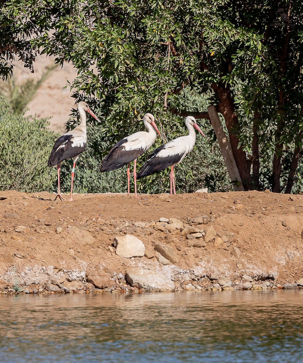 Cigüeña Blanca - ML619609350