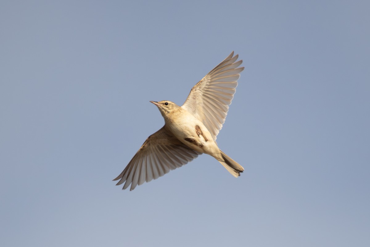 Tawny Pipit - Joe Downing