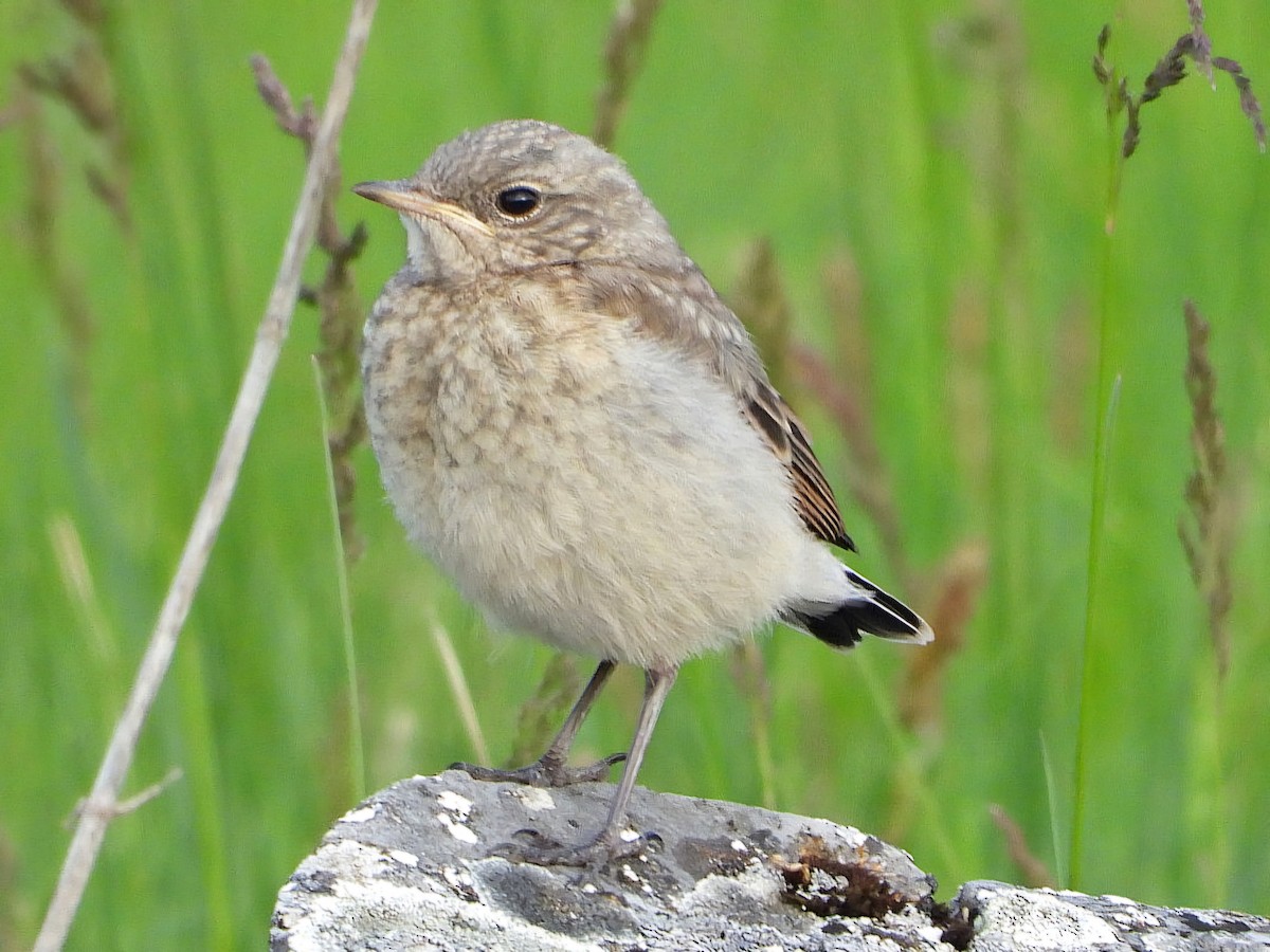 Northern Wheatear - Ivan V