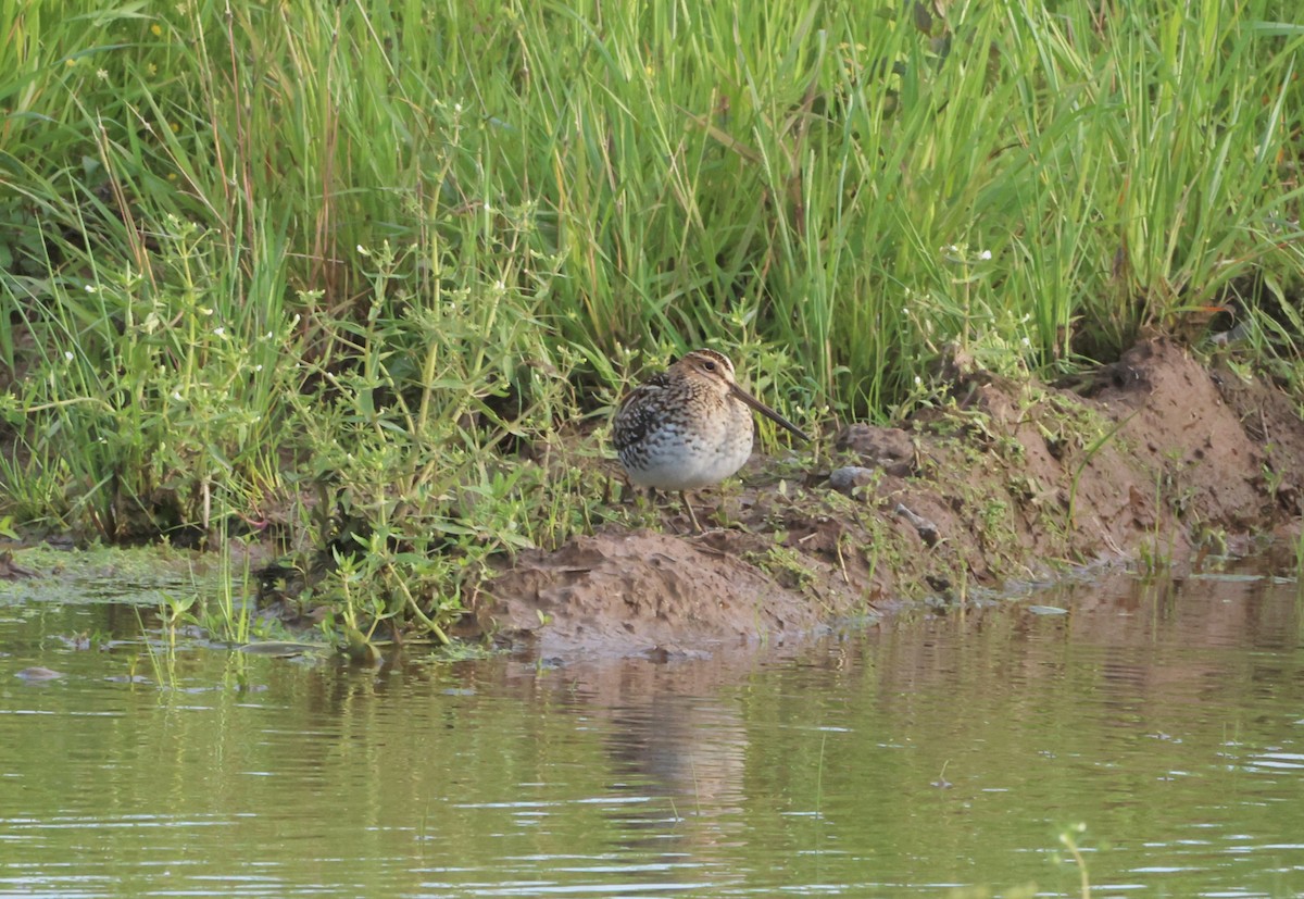 Wilson's Snipe - ML619609357