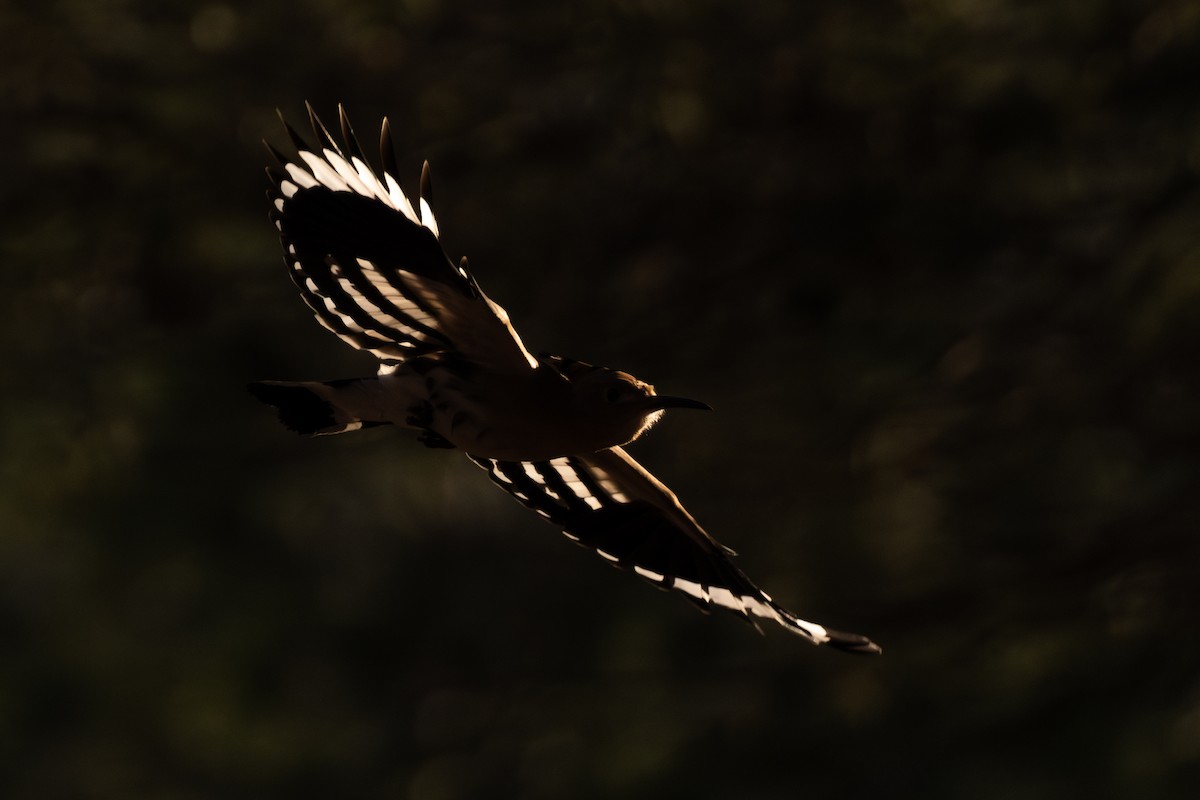 Eurasian Hoopoe - Joe Downing