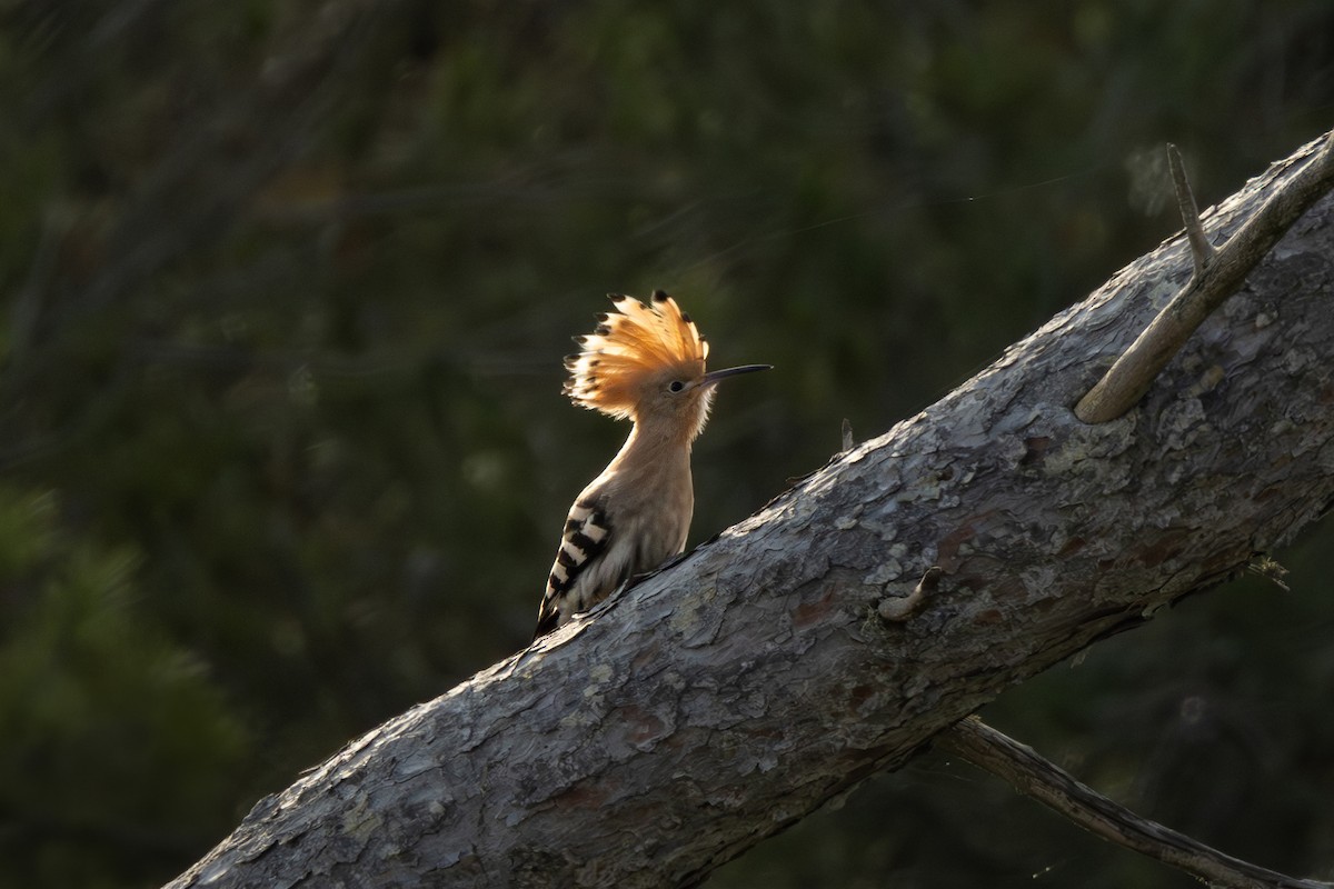 Eurasian Hoopoe - Joe Downing