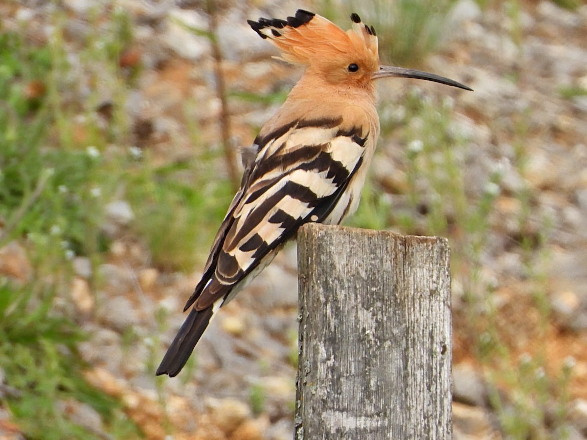 Eurasian Hoopoe - Ivan V