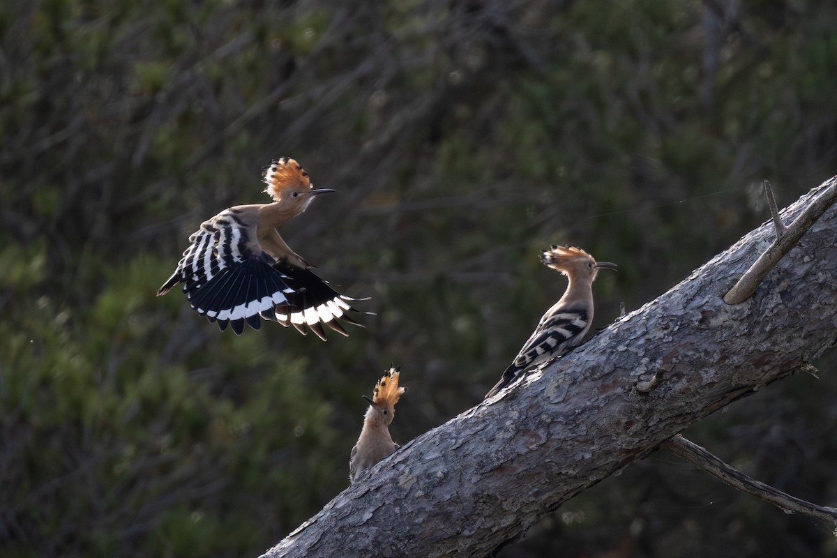 Eurasian Hoopoe - Joe Downing