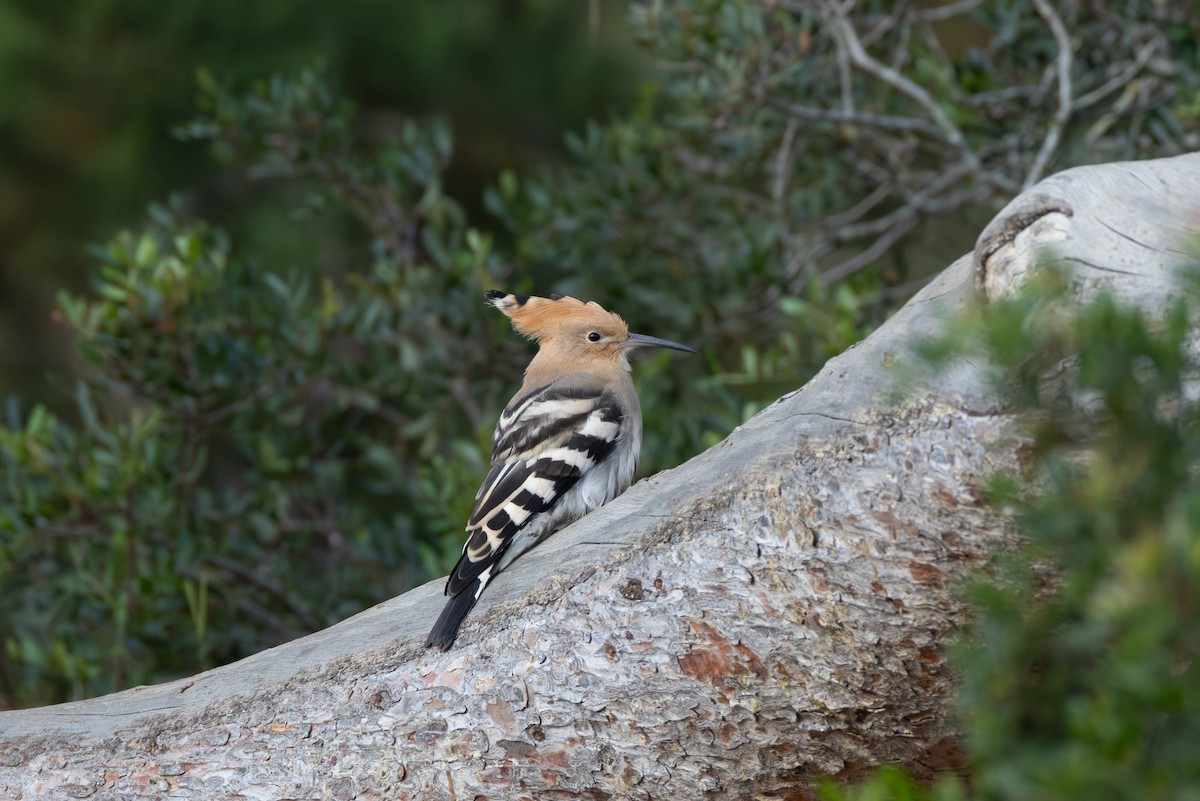 Eurasian Hoopoe - Joe Downing