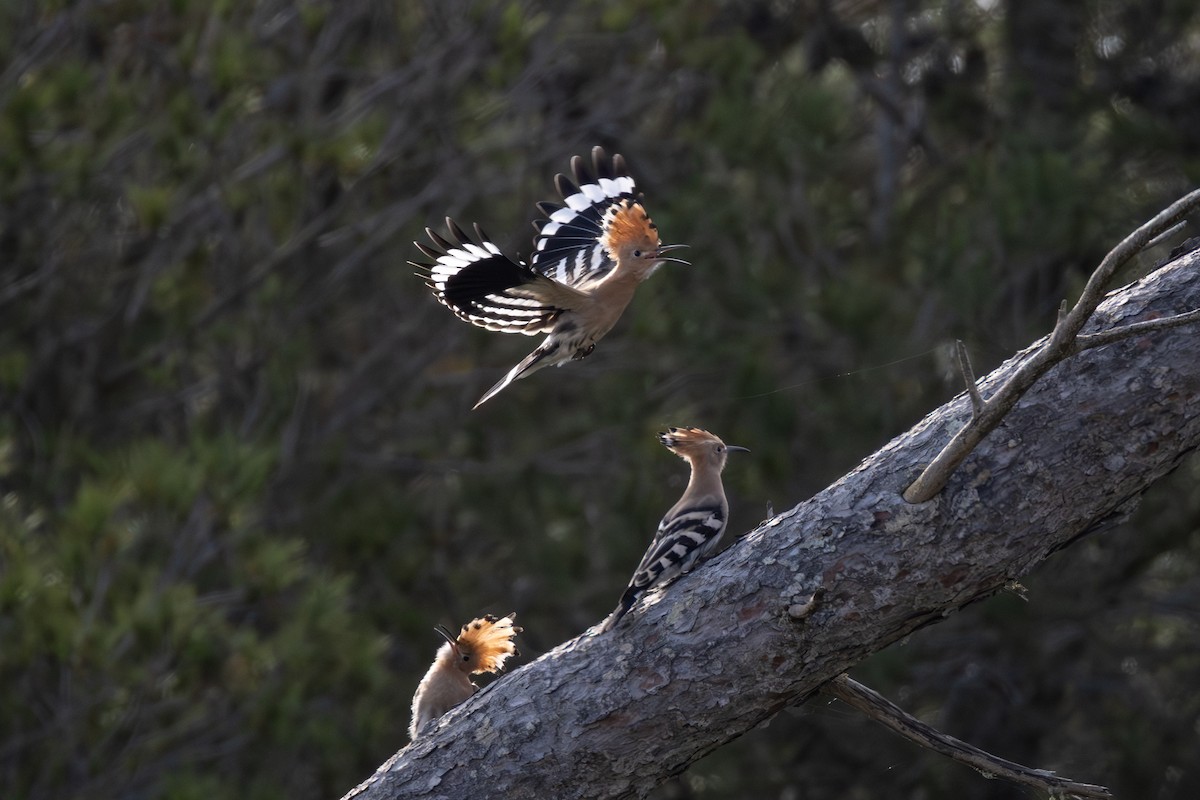 Eurasian Hoopoe - Joe Downing